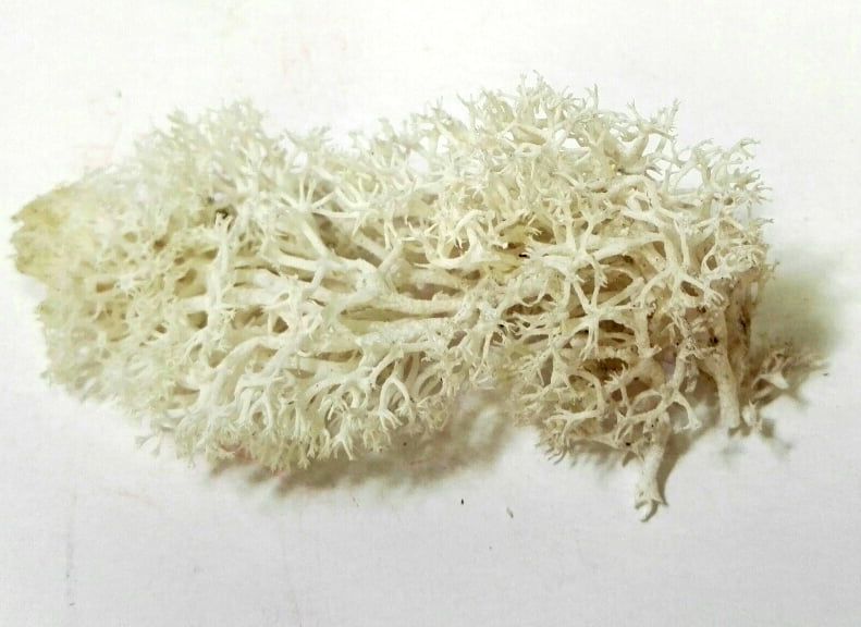 Natural Scenics Lichen Soft White