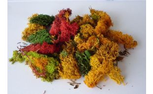 Lichen