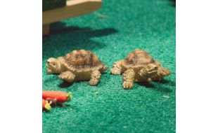 Terry & Jerry Tortoises for 12th Scale Dolls House