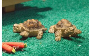 Terry & Jerry Tortoises for 12th Scale Dolls House