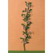 Climbing White & Purple Clematis for 12th Scale Dolls House