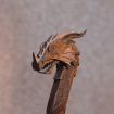 Mantua 1/40 Scale Dreki Viking Ship Model Kit