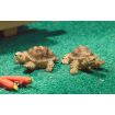 Terry & Jerry Tortoises for 12th Scale Dolls House