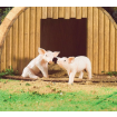 Pink Piglets for 12th Scale Dolls House