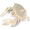 Quay Crab Wooden Model Kit
