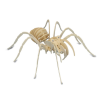 Quay Tarantula Wooden Model Kit