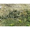 Scale Model Scenery Green Bracken / Fern Plants (Pack of 32) OO Gauge