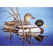 Painting By Numbers Blue Water Mallards