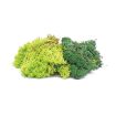 Hornby Lichen - Green Mix OO Gauge
