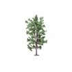 Hornby Lime Tree OO Gauge