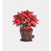 Rowood Poinsettia Wooden Model Kit