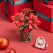 Rowood Poinsettia Wooden Model Kit