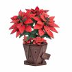 Rowood Poinsettia Wooden Model Kit