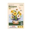 Rowood Narcissus Wooden Model Kit
