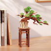 Rolife Evergreen Pine Bonsai Wooden Model Kit