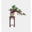 Rolife Evergreen Pine Bonsai Wooden Model Kit