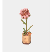 Rowood Pink Rose Wooden Model Kit