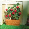 Juicy Tomato Plant in a Pot for 12th Scale Dolls House