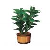 Rubber Plant for 12th Scale Dolls House