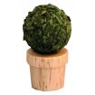 Small Topiary for 12th Scale Dolls House