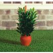 Plant in Terracotta Pot for 12th Scale Dolls House