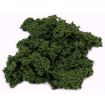 Javis Dark Green Hedge Foliage 20g