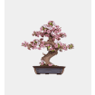 Rolife Sakura Bonsai Wooden Model Kit