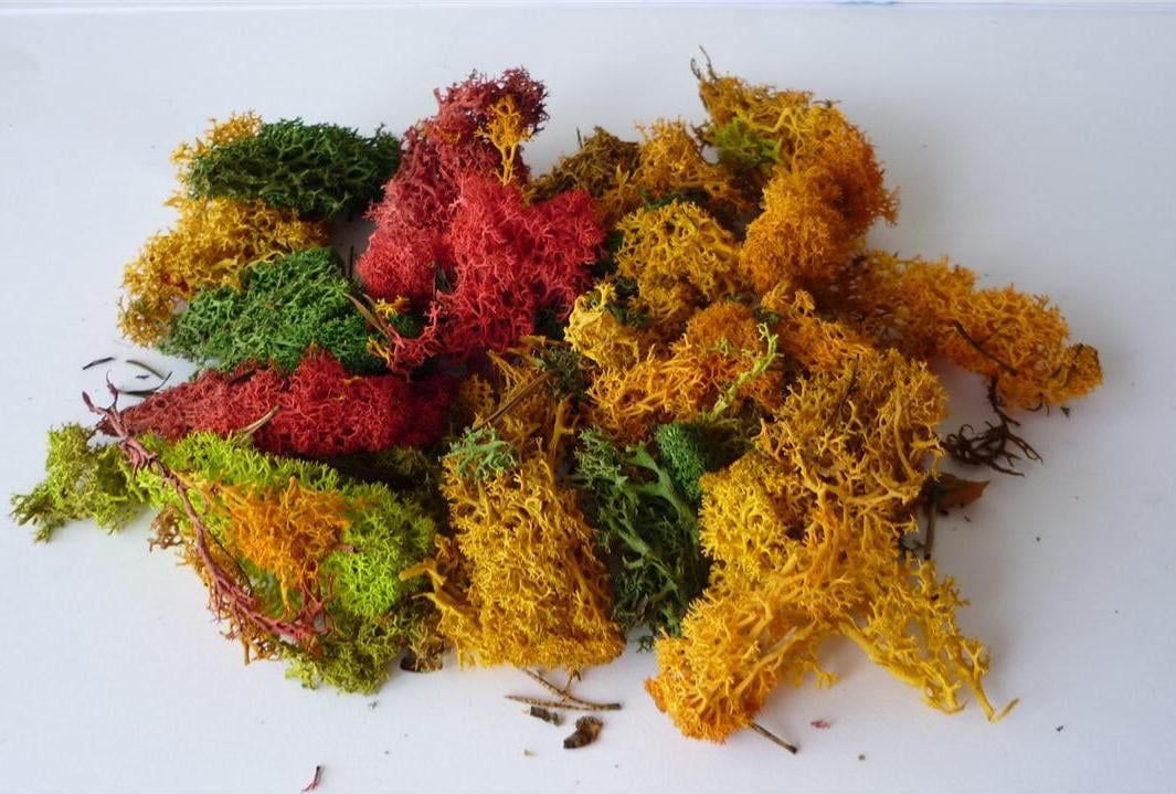 Lichen