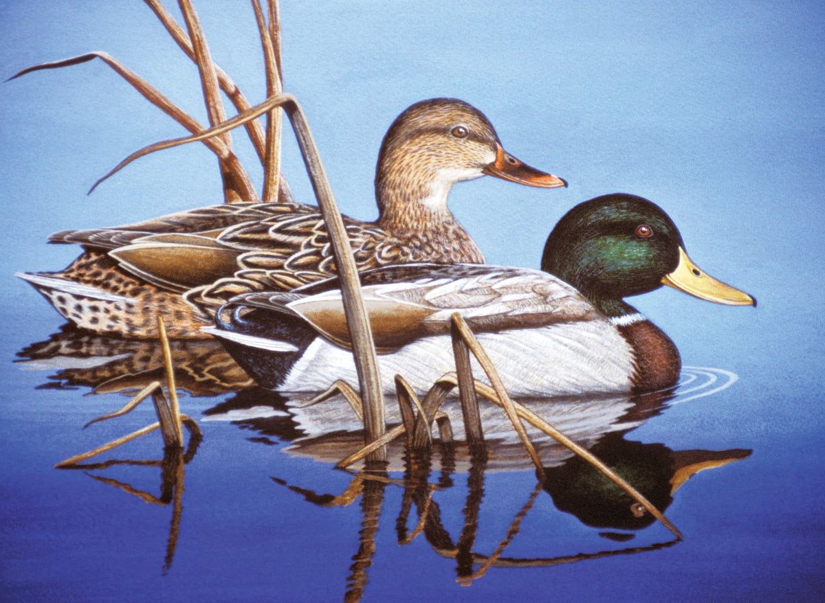 Painting By Numbers Blue Water Mallards