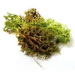 Natural Scenics Lichen Temperate Green