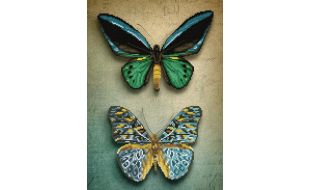 Diamond Dotz Antique Butterflies Diamond Painting Kit