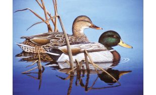 Painting By Numbers Blue Water Mallards