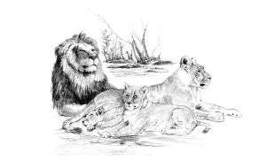 Sketching Made Easy Lion Pride