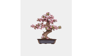 Rolife Sakura Bonsai Wooden Model Kit